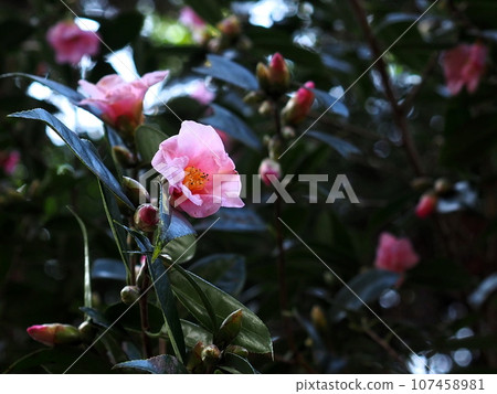 盛開的山茶花的「日式形象」（京都） 107458981