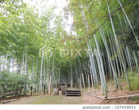 見沼渡船堀公園散步道 107459053