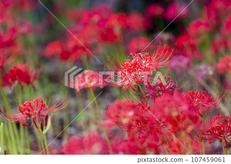 Funaoka Castle Ruins Park in autumn, Higanbana in full bloom, Shibata Manjusha Festival, Shibata Town, Miyagi Prefecture Funaoka Castle Ruins Park in autumn, Higanbana in full bloom, Shibata Manjusha Festival, Shibata Town, Miyagi Prefecture 107459061
