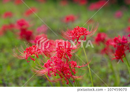Funaoka Castle Ruins Park in autumn, Higanbana in full bloom, Shibata Manjusha Festival, Shibata Town, Miyagi Prefecture 107459070