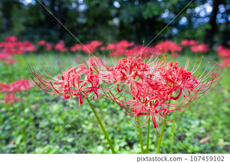 Funaoka Castle Ruins Park in autumn, Higanbana in full bloom, Shibata Manjusha Festival, Shibata Town, Miyagi Prefecture Funaoka Castle Ruins Park in autumn, Higanbana in full bloom, Shibata Manjusha Festival, Shibata Town, Miyagi Prefecture 107459102