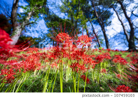 Funaoka Castle Ruins Park in autumn, Higanbana in full bloom, Shibata Manjusha Festival, Shibata Town, Miyagi Prefecture 107459103