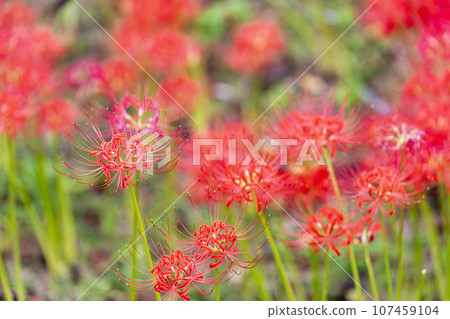Funaoka Castle Ruins Park in autumn, Higanbana in full bloom, Shibata Manjusha Festival, Shibata Town, Miyagi Prefecture 107459104
