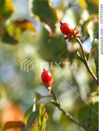 Red berries of a dogwood tree bathed in the morning sun (close-up of the flower water berries on the tip of a branch) Red berries of a dogwood tree bathed in the morning sun (close-up of the flower water berries on the tip of a branch) 107459164