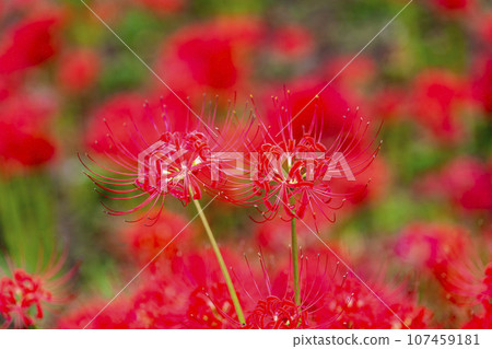 Funaoka Castle Ruins Park in autumn, Higanbana in full bloom, Shibata Manjusha Festival, Shibata Town, Miyagi Prefecture 107459181