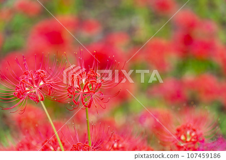 Funaoka Castle Ruins Park in autumn, Higanbana in full bloom, Shibata Manjusha Festival, Shibata Town, Miyagi Prefecture Funaoka Castle Ruins Park in autumn, Higanbana in full bloom, Shibata Manjusha Festival, Shibata Town, Miyagi Prefecture 107459186
