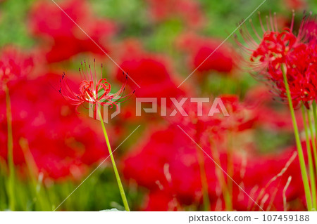 Funaoka Castle Ruins Park in autumn, Higanbana in full bloom, Shibata Manjusha Festival, Shibata Town, Miyagi Prefecture Funaoka Castle Ruins Park in autumn, Higanbana in full bloom, Shibata Manjusha Festival, Shibata Town, Miyagi Prefecture 107459188