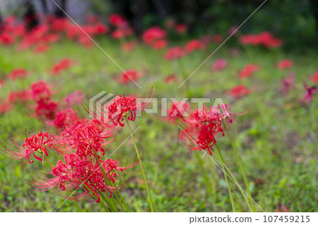 Funaoka Castle Ruins Park in autumn, Higanbana in full bloom, Shibata Manjusha Festival, Shibata Town, Miyagi Prefecture 107459215