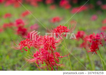 Funaoka Castle Ruins Park in autumn, Higanbana in full bloom, Shibata Manjusha Festival, Shibata Town, Miyagi Prefecture Funaoka Castle Ruins Park in autumn, Higanbana in full bloom, Shibata Manjusha Festival, Shibata Town, Miyagi Prefecture 107459259