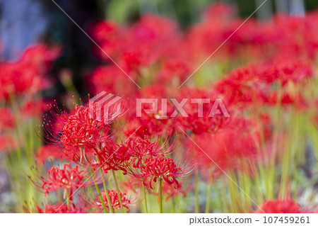 Funaoka Castle Ruins Park in autumn, Higanbana in full bloom, Shibata Manjusha Festival, Shibata Town, Miyagi Prefecture Funaoka Castle Ruins Park in autumn, Higanbana in full bloom, Shibata Manjusha Festival, Shibata Town, Miyagi Prefecture 107459261