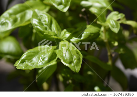 Common basil Common basil 107459390