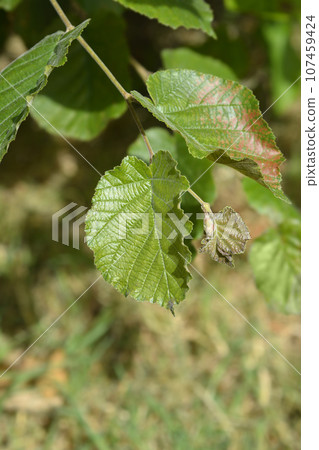 Common hazel Common hazel 107459424