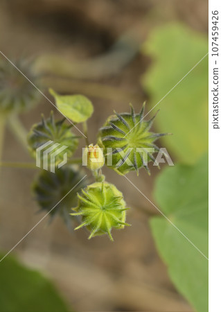 Velvetleaf, Velvetleaf, 107459426