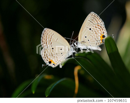 A good friend! (Two black-spotted cycads facing each other on a cycad leaf) 107459631
