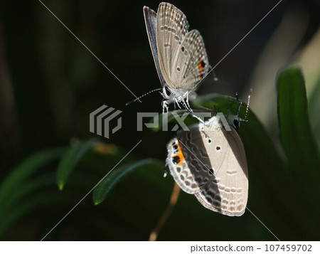Two black-spotted cycads perched on the top and bottom of a cycad leaf. 107459702