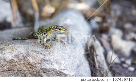 A view of a lizard on a rock in the landscape of Sicily. 107459716