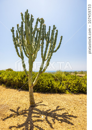 Cactus growing at Sicily, Italy. 107459733