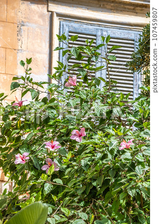 White Kauai rosemallow (Hibiscus waimeae) flower in Marsala town White Kauai rosemallow (Hibiscus waimeae) flower in Marsala town 107459807