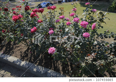 Arao City Ominous Citizen Flower Bed Rose Flower, 107459865