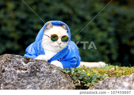 Portrait of a big cat with glasses and a blue hoodie, an animal outdoors Portrait of a big cat with glasses and a blue hoodie, an animal outdoors 107459897