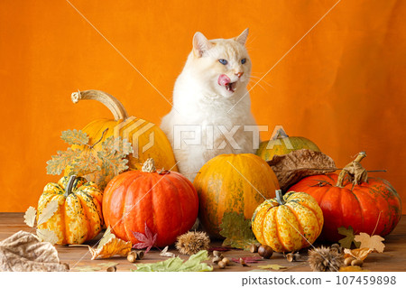 A big cat sits in pumpkins on an orange background and wants to eat them 107459898