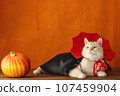 A cat in a vampire costume lies on the table. Halloween theme 107459904