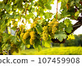White ripe grapes on the vine in the sun 107459908