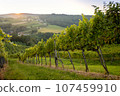 grape, fruit, vineyard 107459910