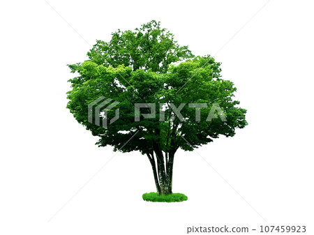 一顆大櫸樹_可用於建築透視圖和立面圖的樹配件 一顆大櫸樹_可用於建築透視圖和立面圖的樹配件 107459923