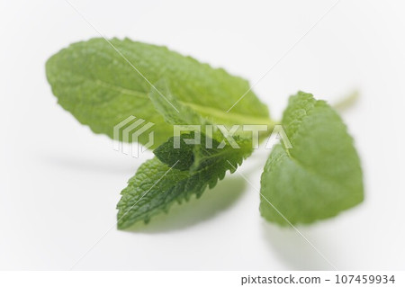 肯塔基薄荷（草本） 107459934
