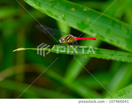棲息在葉子上的最小的茜草科植物♂ 107460041