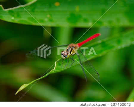 棲息在葉子上的最小的茜草科植物♂ 107460042