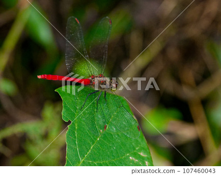 棲息在葉子上的最小的茜草科植物♂ 107460043