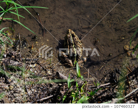 水邊樹蛙 107460327