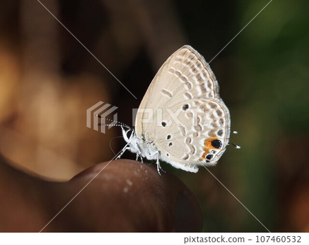 It doesn't taste good even if you lick it, right? (A black-spotted cycad perched on a fingertip) 107460532