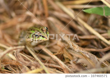青蛙在草叢中 青蛙在草叢中 107460571