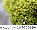 Cute plants 107460690