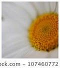 close up of beautiful flowers 107460772
