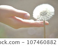 Girl's hand touching a dandelion 107460882