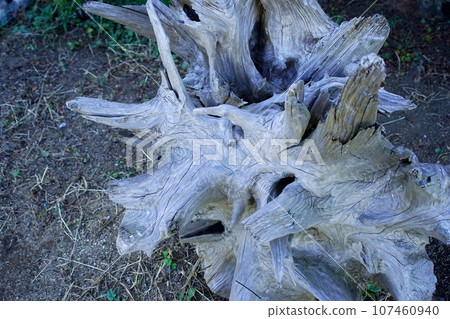 withered roots withered roots 107460940