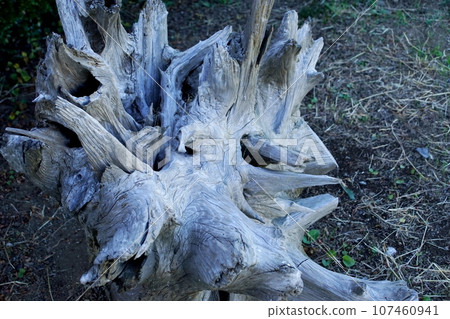 withered root stock 107460941