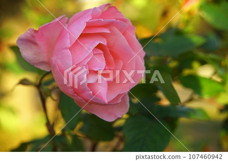 Pink rose flower Pink rose flower 107460942