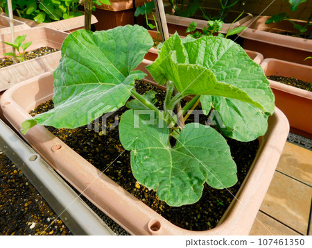 Yugao is getting bigger and bigger even in the planter. I'm looking forward to more from now on. Yugao is getting bigger and bigger even in the planter. I'm looking forward to more from now on. 107461350