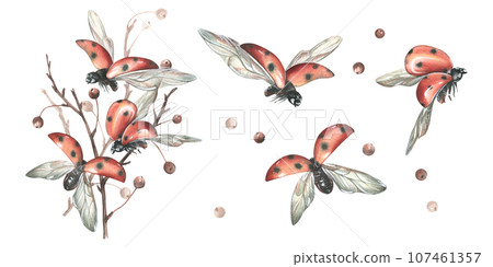Red ladybugs with black dots flying with apple tree branches. Hand drawn watercolor illustration. Set of isolated objects on a white background. Red ladybugs with black dots flying with apple tree branches. Hand drawn watercolor illustration. Set of isolated objects on a white background. 107461357