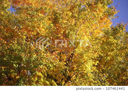 Autumn is in full swing, zelkova leaves turn red 107461441