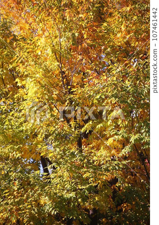 Autumn is in full swing, zelkova leaves turn red 107461442
