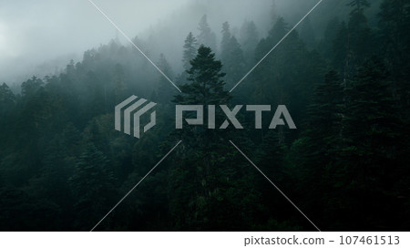 Beautiful foggy pine tree forest landscape in Sichuan,China Beautiful foggy pine tree forest landscape in Sichuan,China 107461513