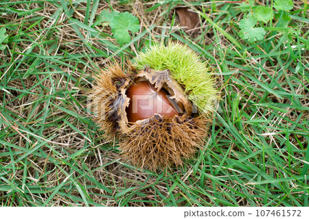 秋季水果(栗子) 秋季水果(栗子) 107461572