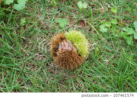 秋季水果（栗子） 107461574