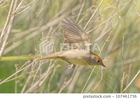 The Eurasian blackcap, usually known simply as the blackcap, is a common and widespread typical warbler. It has mainly olive-grey upperparts and pale grey underparts.High quality Photo. 107461736
